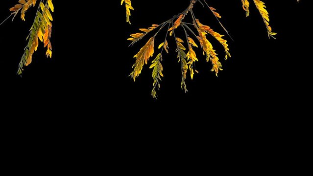 autumnal colored leaf branch isolated on transparent background with alpha channel, hanging natural filigree fall leaf decoration on black background, overlay texture template
