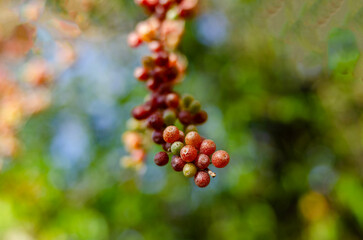 Berries of American sea buckthorn in close-up