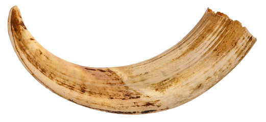 A closeup shot of a small warthog tusk