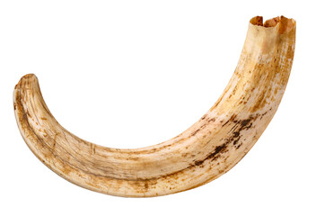 A shot of a long warthog tusk