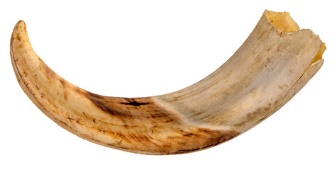 A single warthog tusk with no background