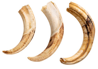 Photograph of three warthog tusks