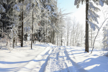 Forest in winter, heavy snow.