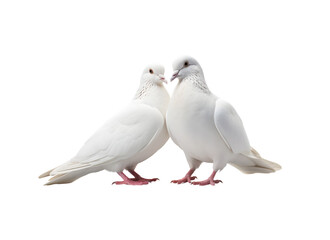 A pair of white doves are making love while sitting on a tree branch. Generative AI