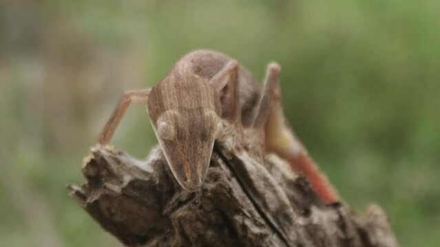 Lined Leaf-Tailed Geckos - Madagascar