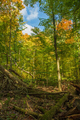 Fototapeta premium forest in autumn