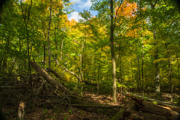 autumn forest in the morning with clouds and blue sky