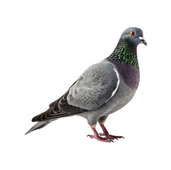 full body of a racing pigeon, side view isolated on a transparent background. Generative AI