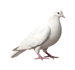 Close-up photo of a white dove isolated on a transparent background. Generative AI 