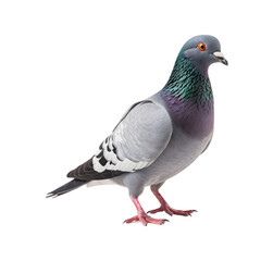 full body of a racing pigeon, side view isolated on a transparent background. Generative AI