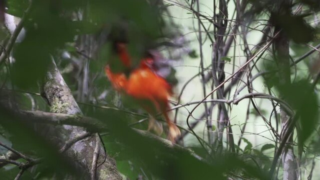 Andean cock of the rock, Rupicola peruvianus, a bright orange passerine bird, perched in the dense and lush rainforest of the amazon on the way to the Gocta waterfalls in the andes mountains of Peru.