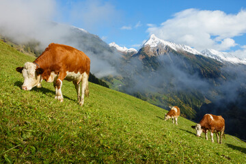 Fototapeta na wymiar Milchkühe auf einer herbstlichen Bergwiese im Zillertal