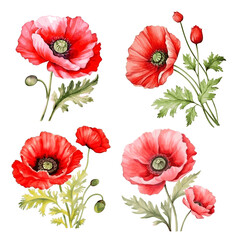 Red beautiful poppy flowers with leaves watercolor paint art decor for greeting card - obrazy, fototapety, plakaty