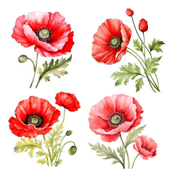 Red beautiful poppy flowers with leaves watercolor paint art decor for greeting card