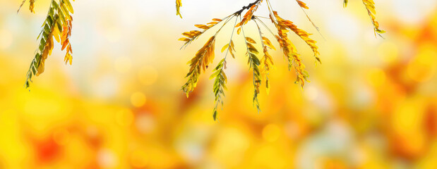 autumn colored leaf branch on abstract blurred yellow nature background with defocused sun lights, fall season concept banner with copy space - obrazy, fototapety, plakaty