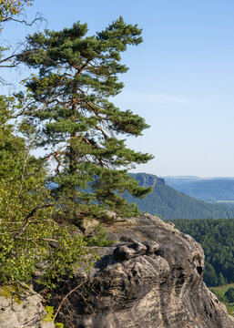 An image of a lonely pine tree growing on a rock. Sandstone cliffs in the Elbe River valley, near Dresden. Saxon Switzerland National Park, Germany. Famous tourist spot