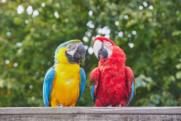 Couple of cute big parrots. Close-up
