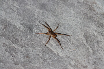 A wolf spider on grey slate