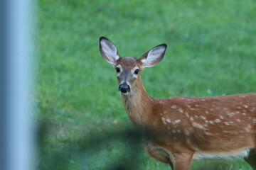 Spotted by a whitetail fawn