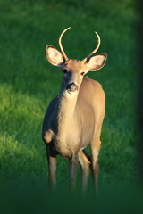 Naklejka na ściany i meble A male whitetail deer catching some sunshine