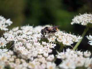 Fly on flower