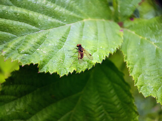 Fly on a leaf