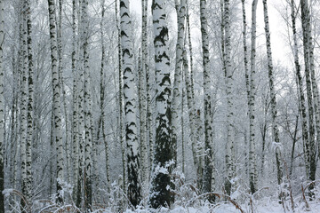  Beautiful birch trees with white birch bark