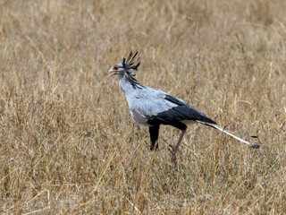 Obraz na płótnie Canvas Secretary bird walking in Serengeti savannah 