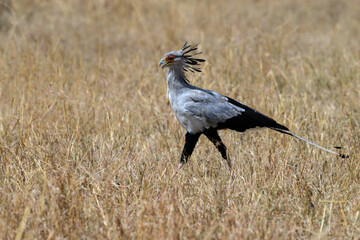 Secretary bird walking in Serengeti savannah 