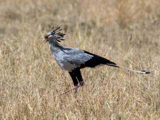 Secretary bird walking in Serengeti savannah 