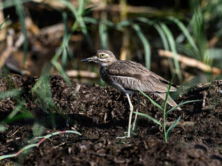 A Water Thick Knee looking foraging on lake Victoria shore in Tanzania