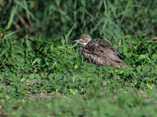 A Water Thick Knee looking foraging on lake Victoria shore in Tanzania