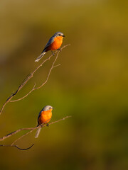 Two Silverbirds perched on tree branch in Tanzania