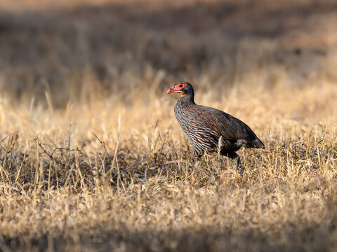 Gray-breasted Francolin (Spurfowl) walking on dry grass