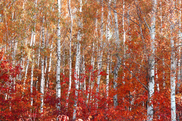 Beautiful birch trees with white birch bark