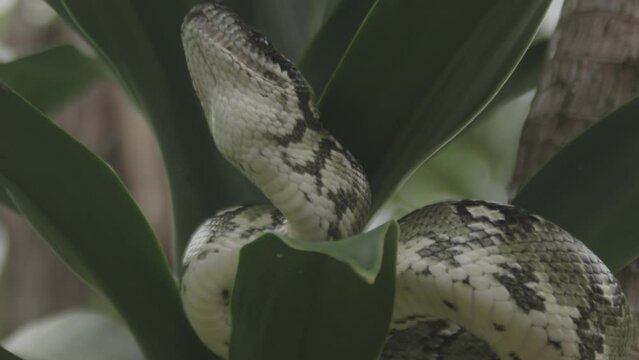 Wild Boa Snake - Madagascar