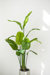 Trendy tall houseplant Strelitzia reginae or Bird of paradise with big green tropical leaves in concrete pot indoors on white wall background with sunlights. Home gardening. Copy space for text.