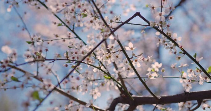 Close-up of blossoming cherry tree in spring