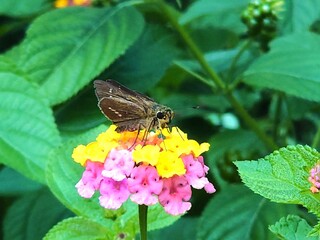 insect on a colorful flower © yoshi_nature