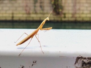 brown mantis on a white rail