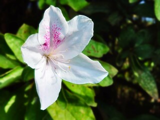 pink and white flower in a garden