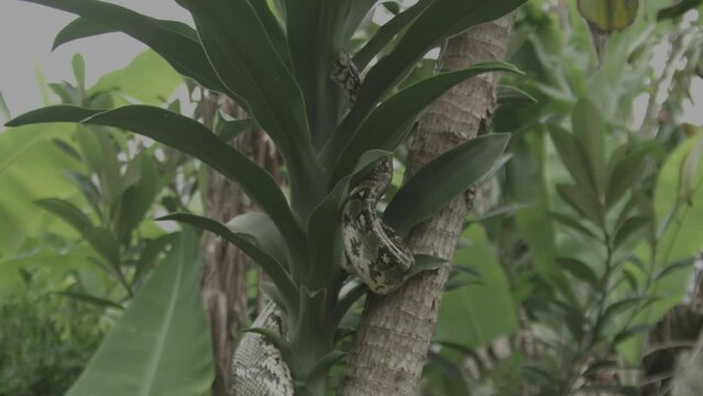 Wild Boa Snake - Madagascar