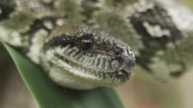 Wild Boa Snake - Madagascar