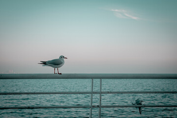 bird and caspian sea