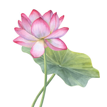 Pink Lotus flower and green Leaf. Blooming Water Lily. Vietnamese national flower. Watercolor illustration. Hand drawn composition for poster, cards, greeting, cosmetics packaging, spa center