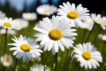 daisies with little bud and full bloom in same frame