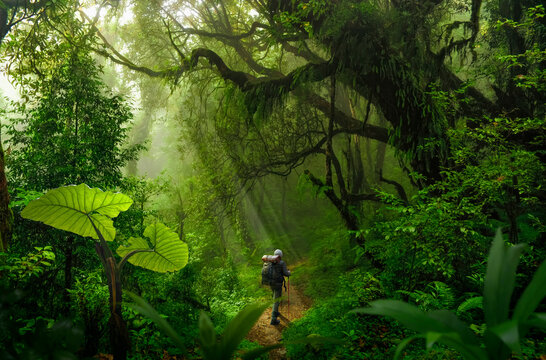 Hiker walking through the jungle
