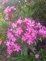 Scene of oleander flower blooms