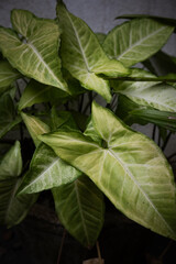 Fototapeta premium Moody Green Leaves with a touch of otherworldly beauty.