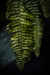 Moody Green Leaves with a touch of otherworldly beauty.